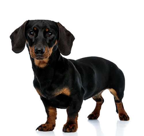 Miniature dachshund cheap smooth hair